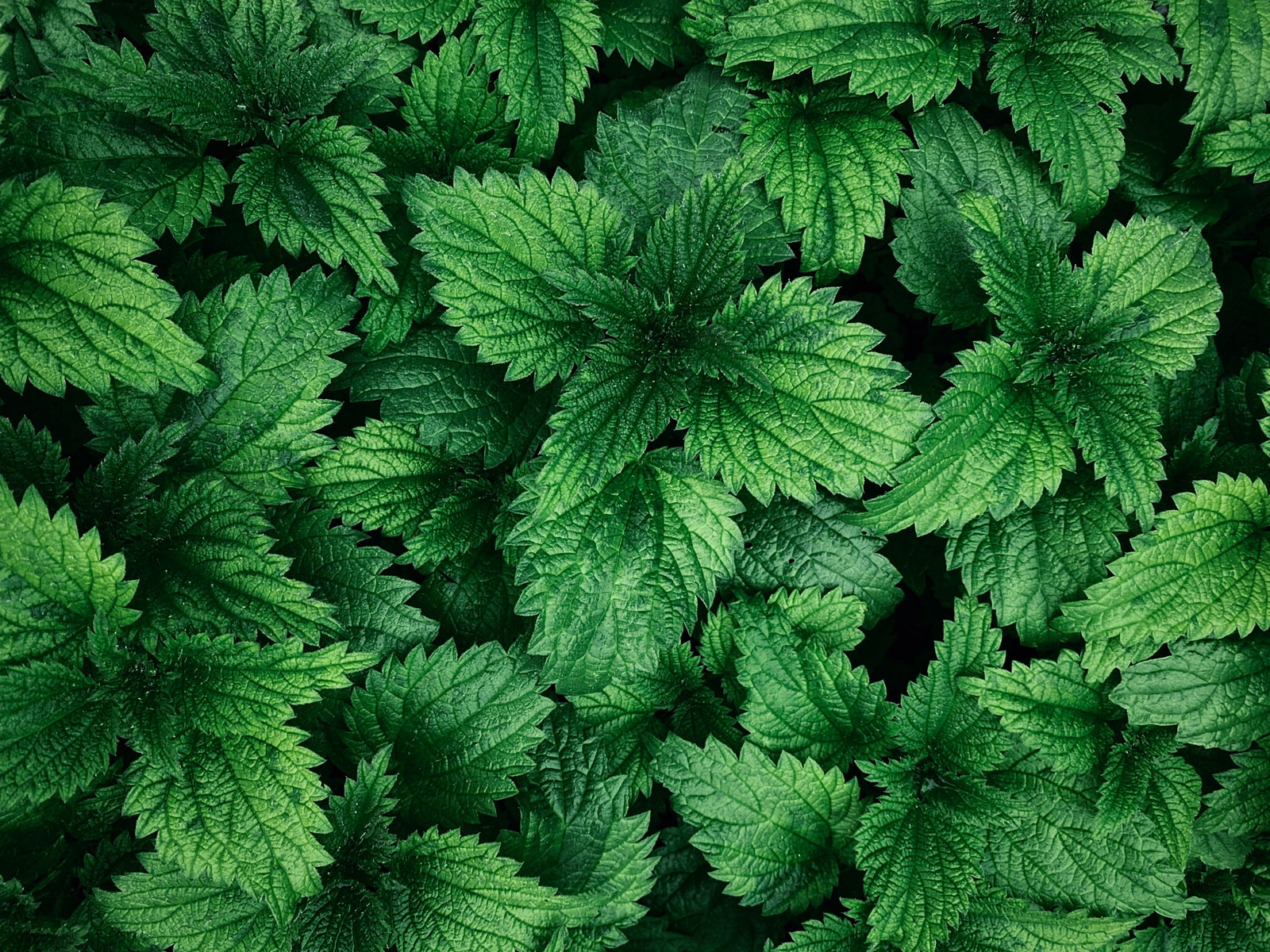 Nesselfasern: Die nachhaltige Textilrevolution aus der Natur